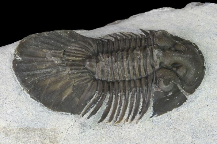 Bargain, Scabriscutellum Trilobite - Morocco #142180